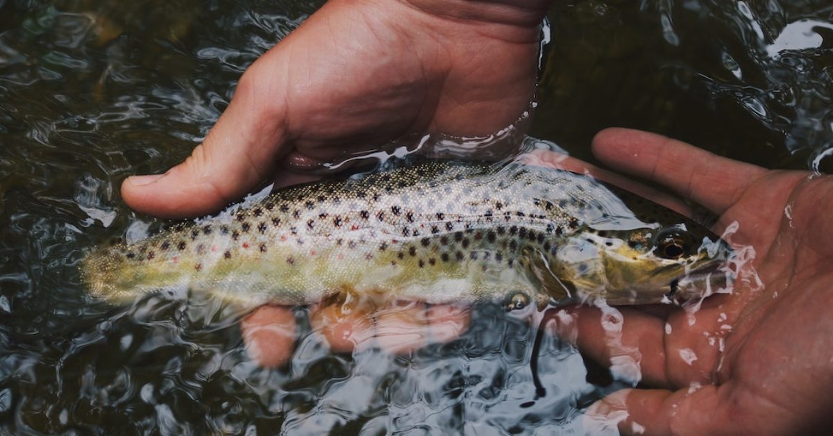 Hvordan tilberede fisk i naturen